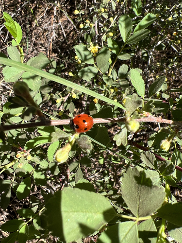 iNaturalist observation photo of Seven-spotted Lady Beetle