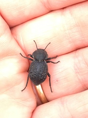 Microschatia inaequalis