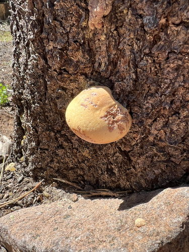iNaturalist observation photo of Veiled Polypore