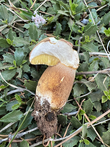 iNaturalist observation photo of Porcini and Allies