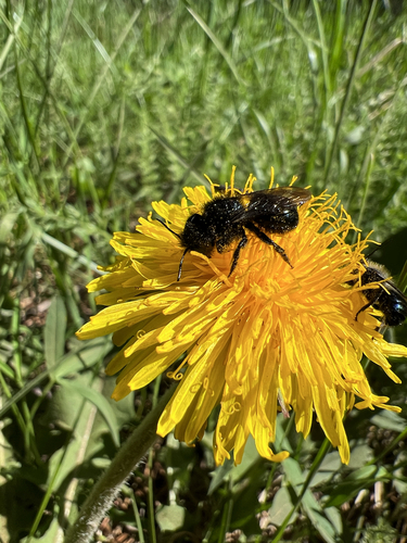iNaturalist observation photo of Cephalosmia