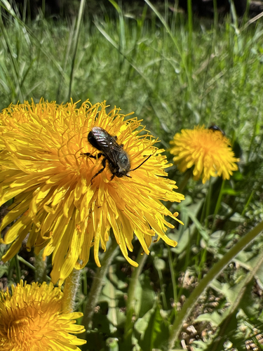 iNaturalist observation photo of Mason Bees