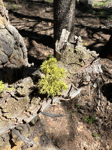 iNaturalist observation photo of wolf lichen