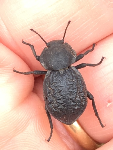 Microschatia inaequalis
