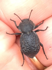 Microschatia inaequalis