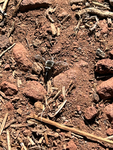 iNaturalist observation photo of Greater Bee Flies