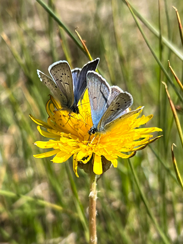 iNaturalist observation photo of Icaricia