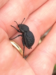 Microschatia inaequalis