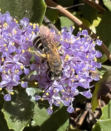 iNaturalist observation photo of Mining Bees
