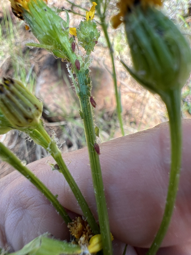 iNaturalist observation photo of Macrosiphini