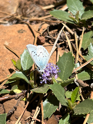 iNaturalist observation photo of Blues