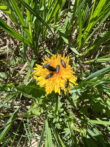 iNaturalist observation photo of Melanthaxia