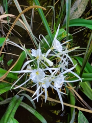 Hymenocallis choctawensis