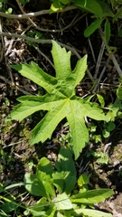 Napaea dioica
