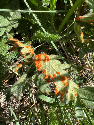 iNaturalist observation photo of Cinquefoil Rust