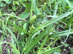 Carex granularis