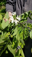 Robinia pseudoacacia