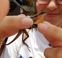 Anolis gaigei