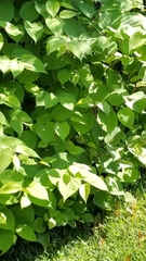 Reynoutria japonica