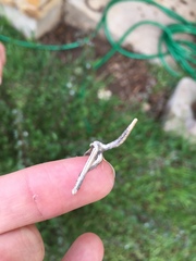 Meskea dyspteraria