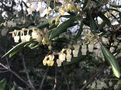 Comarostaphylis diversifolia diversifolia