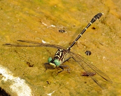 Stylogomphus sigmastylus