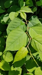 Reynoutria japonica