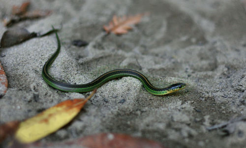 Aquatic Garter Snake