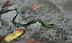 Pacific Coast Aquatic Garter Snake photo 4