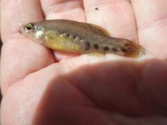 Zoogoneticus purhepechus