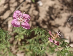Oenothera canescens