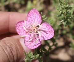 Oenothera canescens