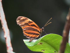Heliconiini