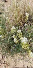Lepidium fremontii