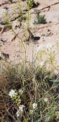 Lepidium fremontii