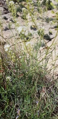 Lepidium fremontii