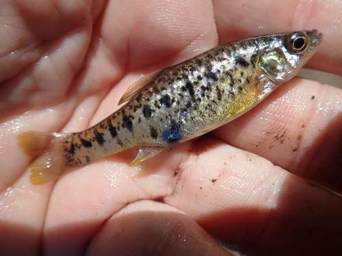 Barred splitfin (Chapalichthys encaustus) — Goodeidae