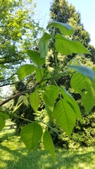 Toxicodendron radicans