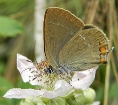 Satyrium acaciae