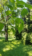 Toxicodendron radicans