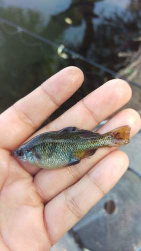 Splotched Skiffia