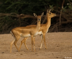 Antilope cervicapra