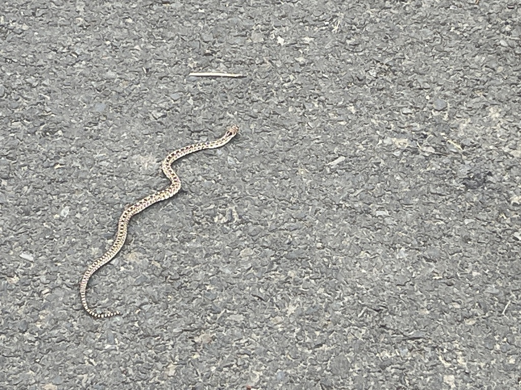 Great Basin Gopher Snake from Mill Creek Dam and Bennington Lake, Walla ...