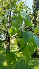 Toxicodendron radicans