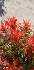 Castilleja chromosa