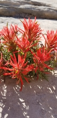 Castilleja chromosa