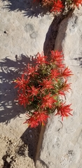 Castilleja chromosa