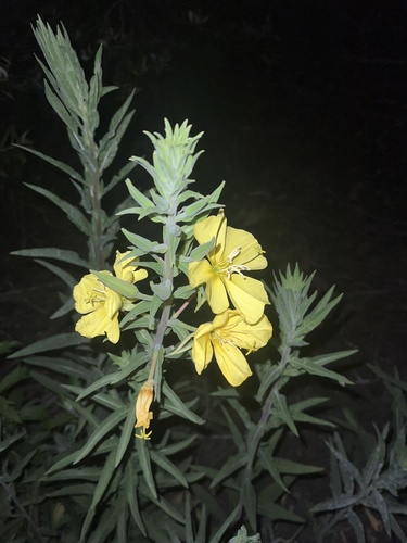 iNaturalist observation photo of tall evening primrose