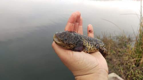 Anderson's Salamander