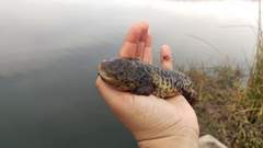 Anderson's Salamander photo 2